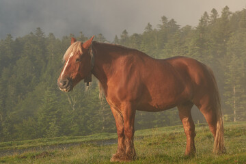 Horses grazing on the Col de la Hourcère from where you can see great peaks of the Pyrenees such as Pic d'Anie, in the French Pyrenees region