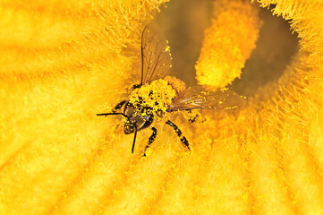 Immagine macro di un ape mellifera ricoperta di polline, all'interno di un fiore di zucca.