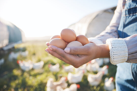 Hands of woman with eggs on farm with chickens, grass and sunshine in countryside field with sustainable business. Agriculture, poultry farming and farmer holding produce for food, nature and animals