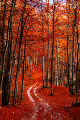 Obraz premium autumn in the forest