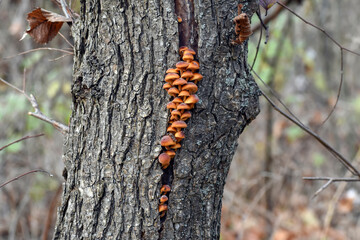 Flammulina velutipes (winter honey agaric) grows from a crack in the bark of a tree