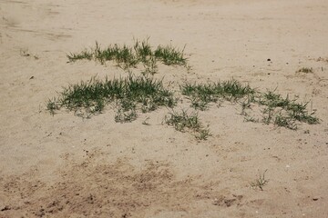 Typical sand dunes with grasses.