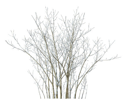 Dried tree branches cover with snowy cutout transparent backgrounds 3d rendering png