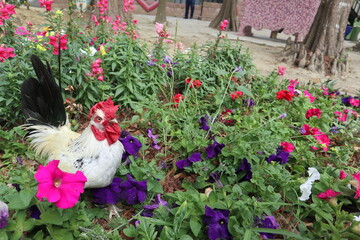 white and black rooster in the colorful garden design for hope concept