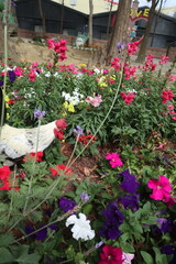 white and black rooster in the colorful garden design for hope concept