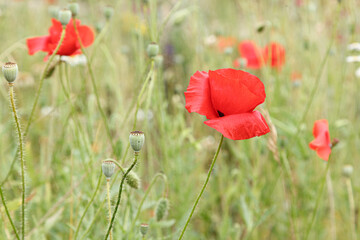 Beautiful flowers red poppies