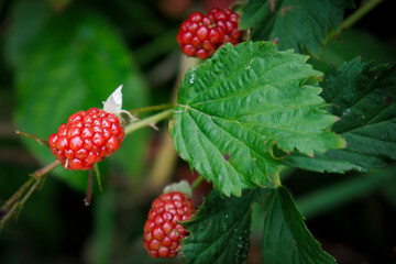 Allegheny Blackberries (2023)