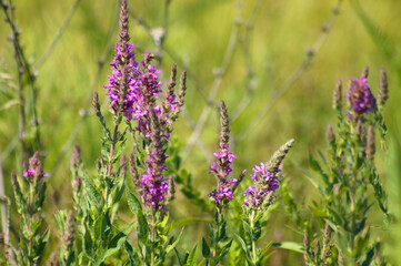 Close-p of purple loosestrife with blurred background