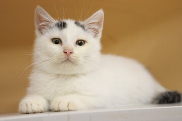 white persian kitten