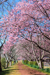 美味しい河津桜と菜の花の景色　 
静岡県賀茂郡下賀茂、みなみの桜と菜の花まつり