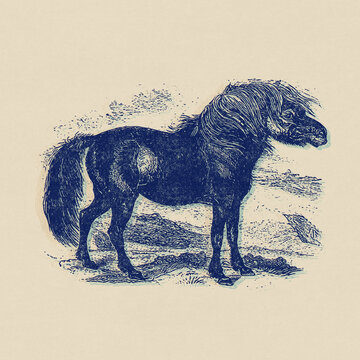 Engraved 19th century print style illustration with a riso risograph effect of a shetland pony in a field.