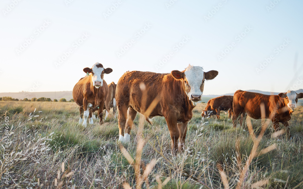 Wall mural Agriculture, nature and cows on a farm in countryside for eco friendly sustainable environment. Livestock, animals and herd of cattle for meat, dairy or beef trade production industry in grass field.