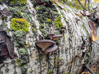 Oyster mushrooms on the bark of a white fallen poplar trunk