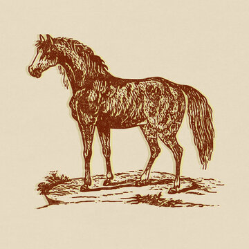 Engraved 19th century print style illustration with a riso risograph effect of a horse in a field.