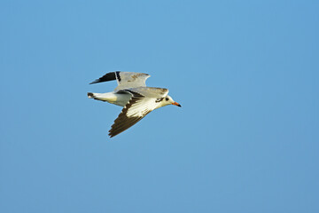 Sea gull in flight against blue sky at Jaffna Sri Lanka. - Bird photography.