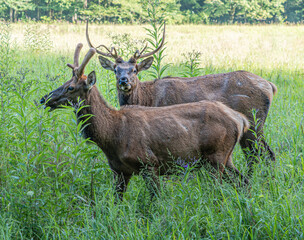 Naklejka na ściany i meble Elk in the Meadow