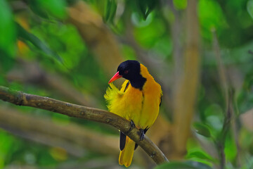 Black hooded Oriole cleaning its feathers perched on a tree after finishing worm feeds. - Bird photography.
