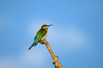 Blue tailed bee eater perched on a branch in searching of insects. - Bird photography.