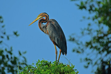 Purple heron standing on a tree. 
 against sky.  - Bird photography.