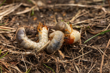 pędrak. Larwa, chrząszcz, majowego. Szkodnik, rolniczy. 
Grubs. May beetle larva.