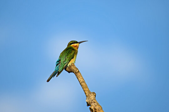 Blue Tailed Bee Eater Perched On A Branch In Searching Of Insects. - Bird Photography.