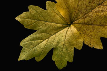 Two yellow leaves on black background
