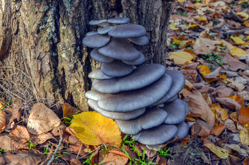 Oyster mushrooms on a tree bark against a background of autumn fallen leaves