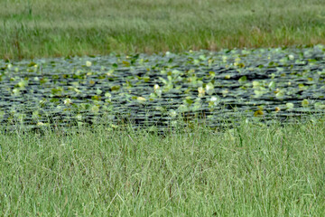 Lily pads in a pond