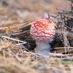 A beautiful fly agaric grows in the forest among the grass in the meadow in the forest