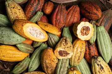 Fresh exotic cacao pods background