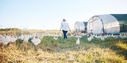 Walking, farm or farmer farming chicken on field harvesting poultry livestock in small business....