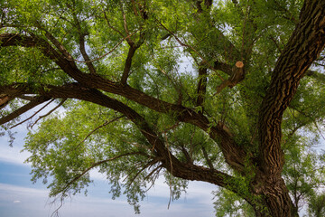 Sprawling Branches