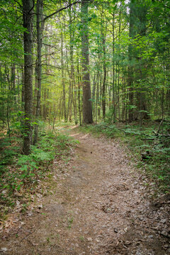 Roscommon Woods