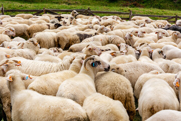 Sheep on the meadow in Jaworki near Szczawnica (Poland)