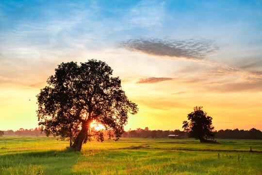 Landscape green field rice in the morning and silhouette big tree, blurred of orange and blue sky background, morning sunrise