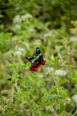 Butterfly on a flower in the garden. Selective focus.