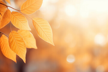 Beautiful autumn nature background with orange leaves on tree and blurry background with sunlight and bokeh - obrazy, fototapety, plakaty