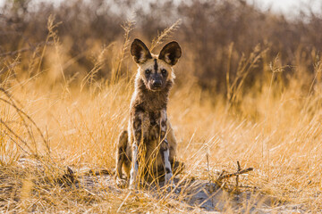 African wild dog (Lycaon pictus) sitting on savanna looking at the camera