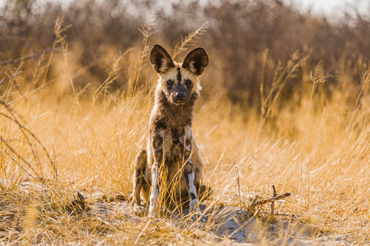 African wild dog (Lycaon pictus) sitting on savanna looking at the camera