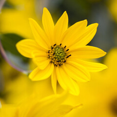 yellow flowers in a garden - natural summer background