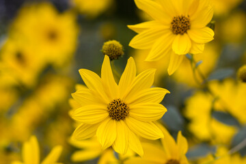 yellow flowers in a garden - natural summer background
