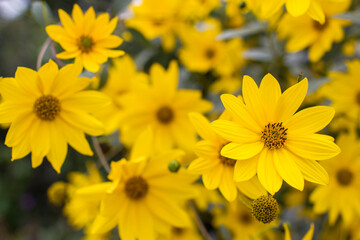 yellow flowers in a garden natural summer background