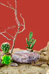 Natural rock podium with cacti and driftwood for product presentation.