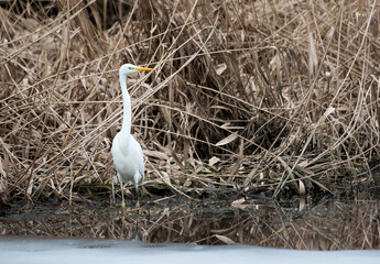 A white heron bird on a snowy pond with a reflection in the water, frozen water, ice and dry reeds with yellow grass, it is cold for the bird to catch fish