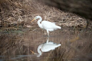 A white heron bird on a snowy pond with a reflection in the water, frozen water, ice and dry reeds with yellow grass, it is cold for the bird to catch fish