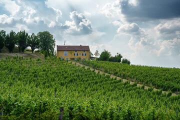 Fototapeta na wymiar Vineyards of Monferrato near Novi Ligure, Italy