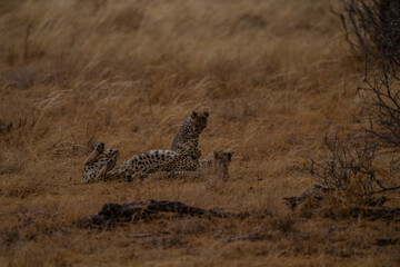 Cheetah family