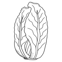 Doodle Chinese cabbage