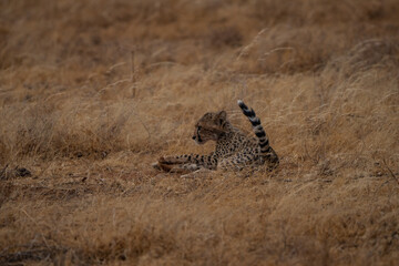 cheetah