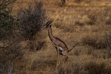 Antelope peeing